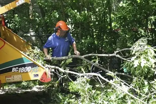 tree services Yerington